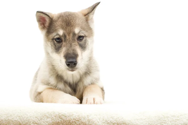 Husky Welpe auf weißem Hintergrund isoliert — Stockfoto