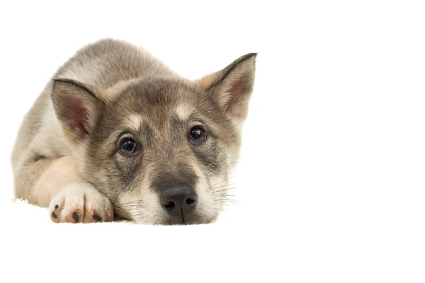 Puppy lying and looks — Stock Photo, Image