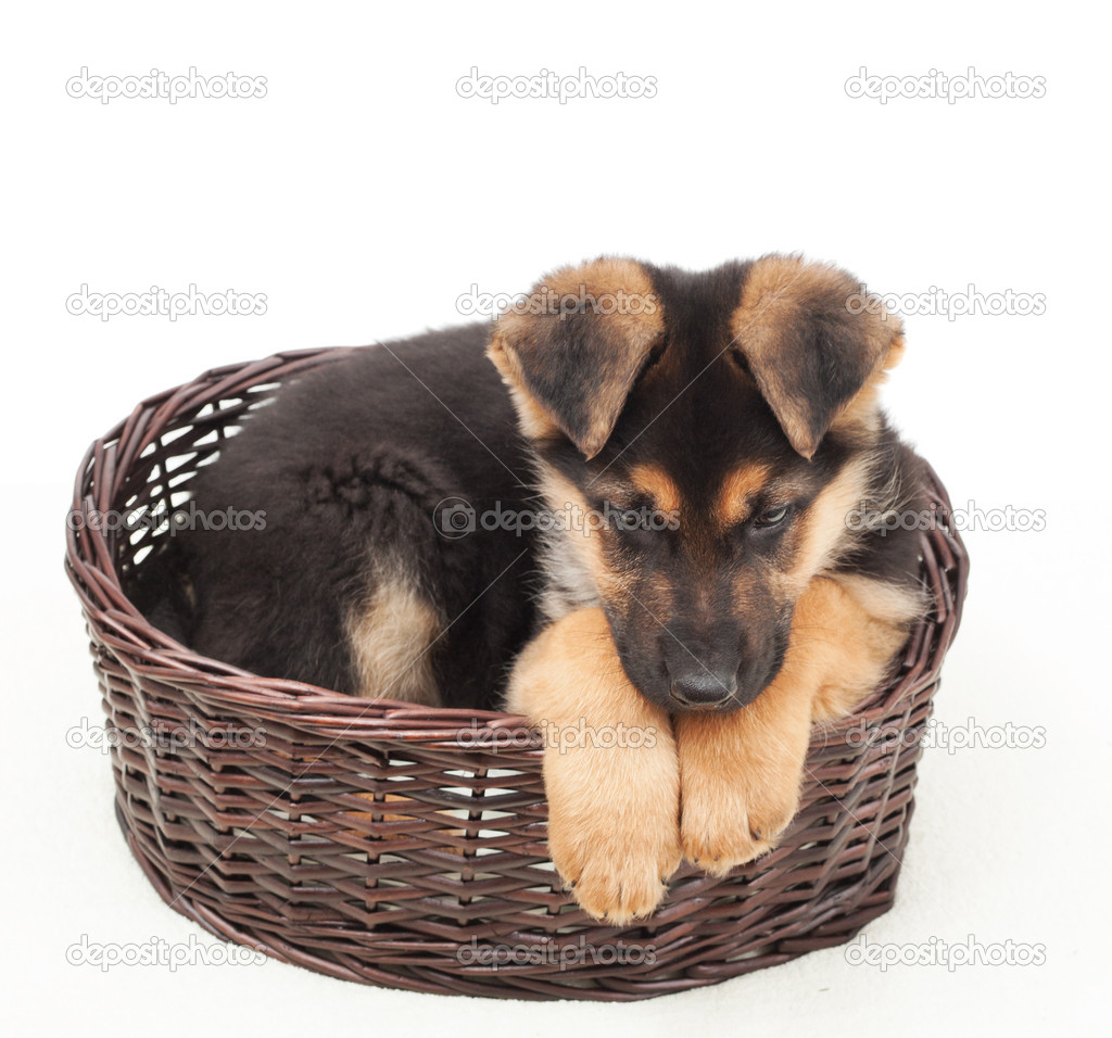 cute puppy straw basket isolated on white background