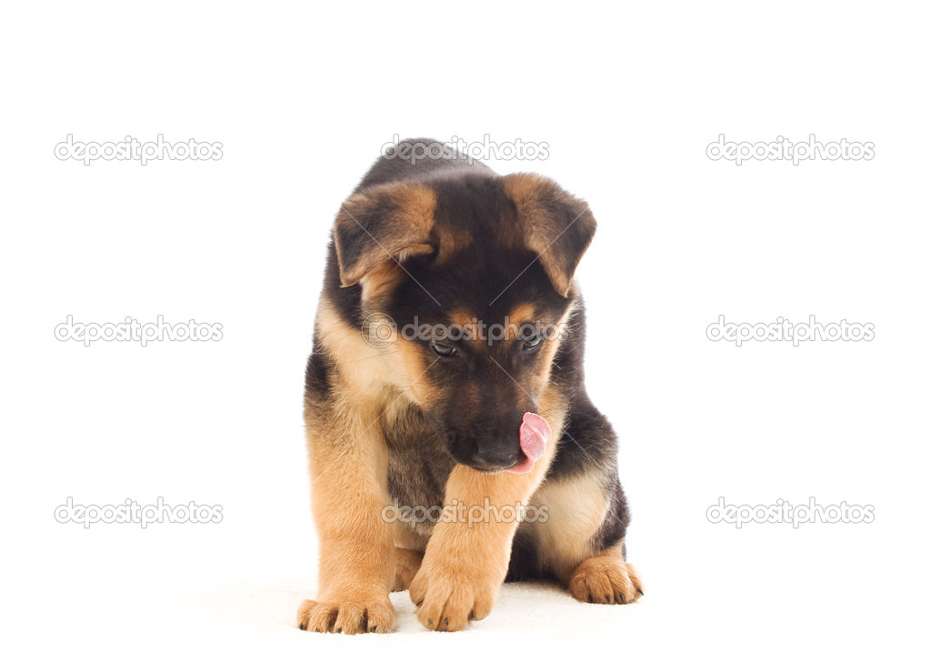 Niedliche Deutsche Schaferhund Welpen Geleckt Stockfotografie Lizenzfreie Fotos C Gurinaleksandr 44453249 Depositphotos