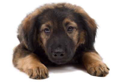 köpek yavrusu görünüyor