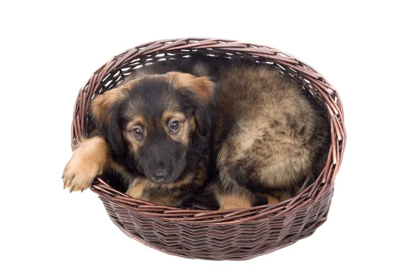 Cucciolo in un cesto — Foto Stock