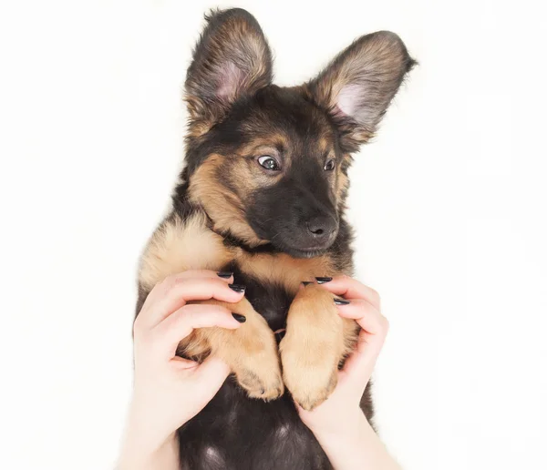 Divertente cucciolo — Foto Stock