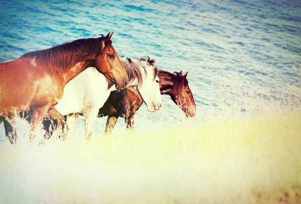 Cavalos — Fotografia de Stock