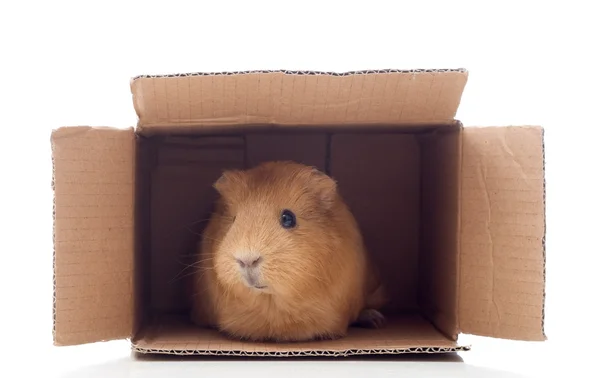 Cavia dai capelli in una scatola — Foto Stock