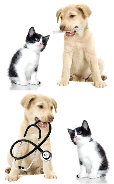 Puppy and kitten — Stock Photo, Image