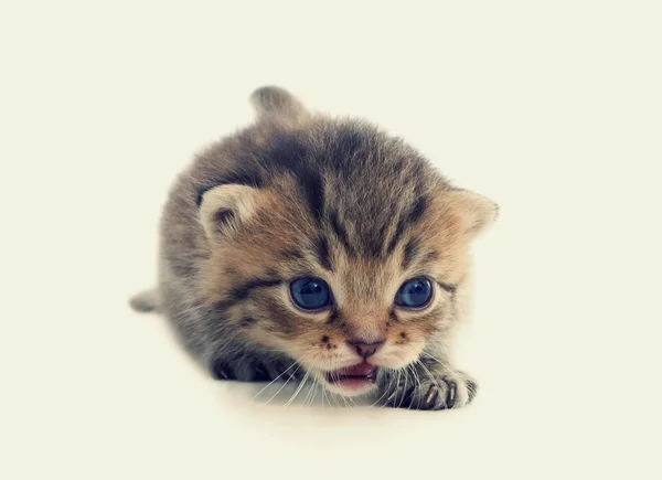 Tabby kitten — Stock Photo, Image