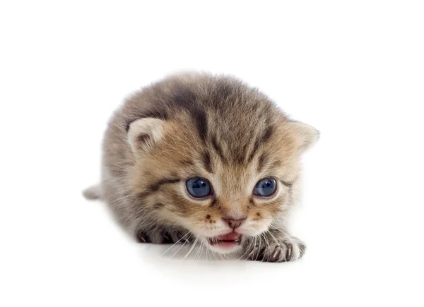 Tabby kitten — Stock Photo, Image
