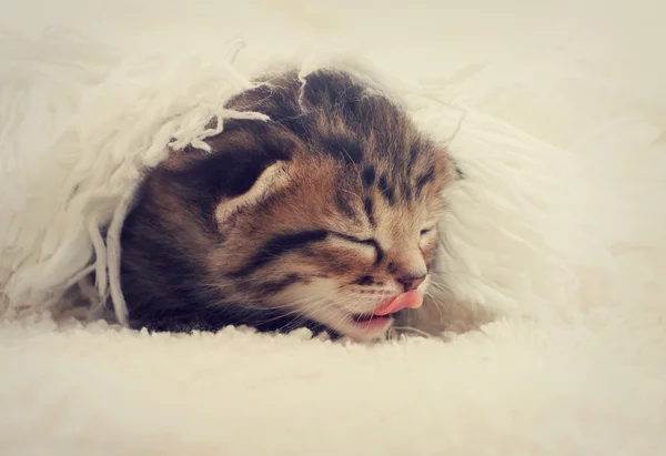 Kleine kitten slapen in de bedspread — Stockfoto