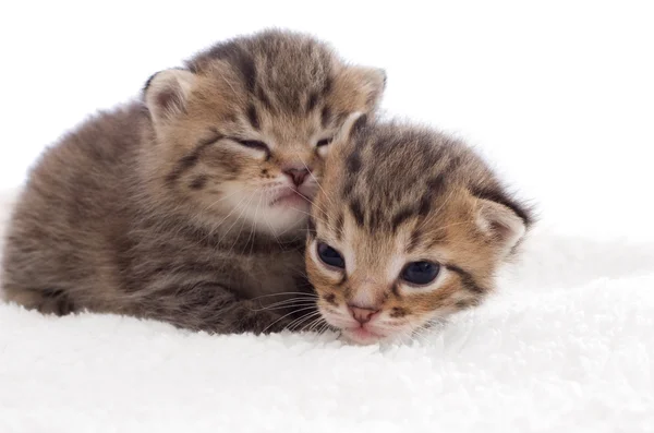 Zwei gestreifte Kätzchen — Stockfoto