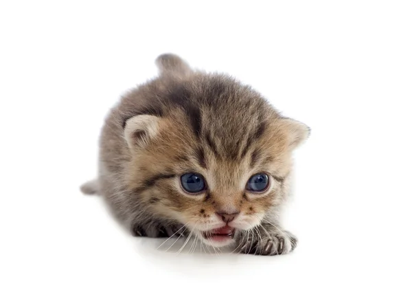 Tabby kitten — Stock Photo, Image