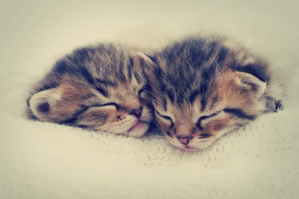 Uyuyan kedi yavruları — Stok fotoğraf