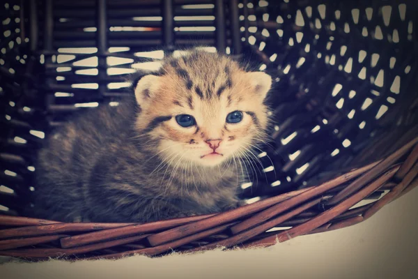 Pequeno gatinho olha — Fotografia de Stock