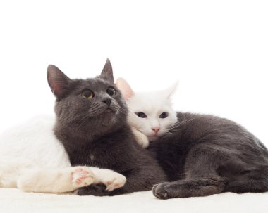 gri ve beyaz kediler