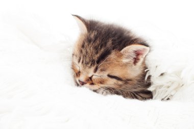 küçük kedi üzerinde beyaz bir yatak örtüsü uyku