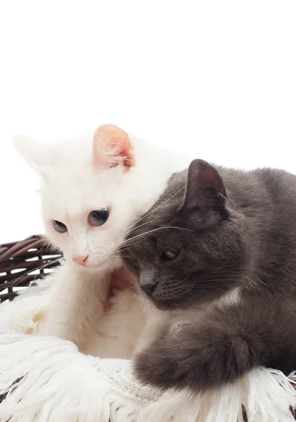 Biały i szary kot w wiklinowym koszu — Zdjęcie stockowe