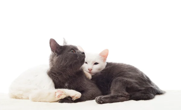 Gray and white cats lying on a white veil — Stock Photo, Image