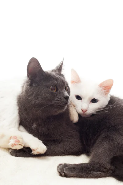 Katten liggend op een witte sluier — Stockfoto