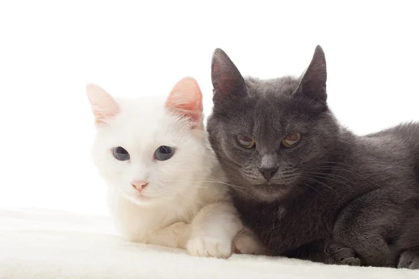 Cute cats on a white background — Stock Photo, Image