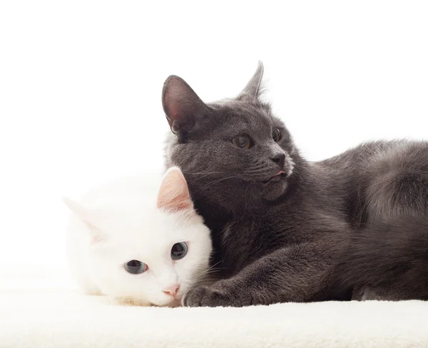 Twee schattig kat liggend op witte achtergrond — Stockfoto