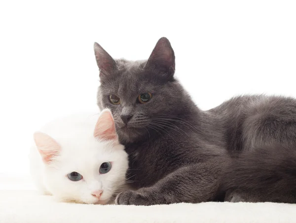 Hermosos gatos sobre un fondo blanco —  Fotos de Stock