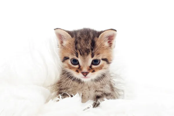 Cute tabby kitten white cover on white background isolated — Stock Photo, Image