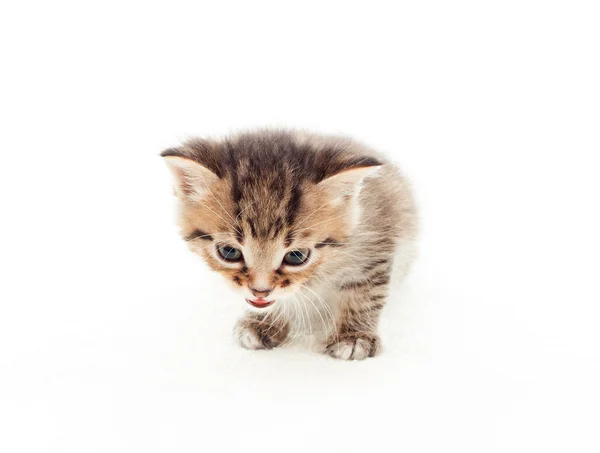 Cute tabby kitten licking her lips on a white background — Stock Photo, Image