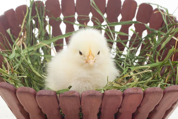 Yellow chick sitting in a basket with grass — Stock Photo, Image