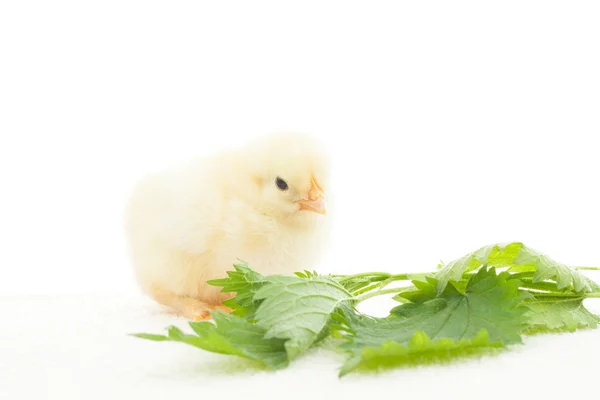 Ortiga de pollo y hoja verde — Foto de Stock