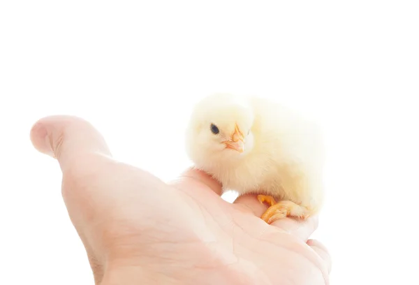 Yellow chick sitting on a human hand — Stock Photo, Image