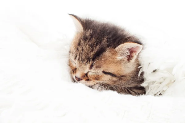 Kleine kitten slapen op een witte bedspread — Stockfoto