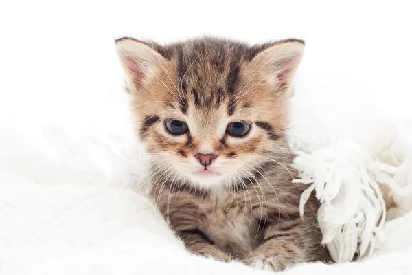 白いベッドカバーに小さな子猫 — ストック写真