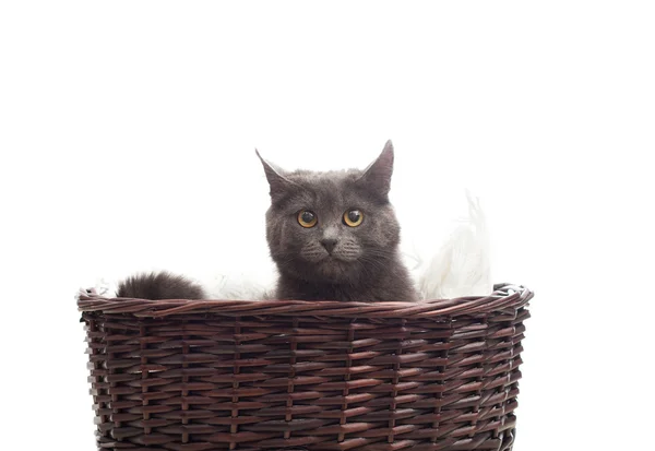 Gato gris sentado en una cesta de mimbre —  Fotos de Stock