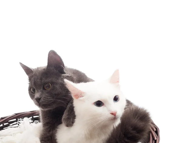 分離した白い背景の上の枝編み細工品バスケットで 2 匹の猫 — ストック写真