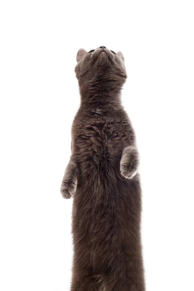 Кошка стоит на задних лапах на белом фоне изолированно — стоковое фото