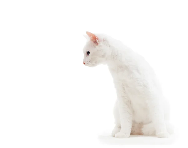 Weiße Katze auf weißem Hintergrund isoliert — Stockfoto