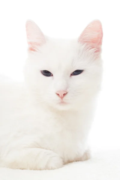 Retrato de um belo gato branco — Fotografia de Stock