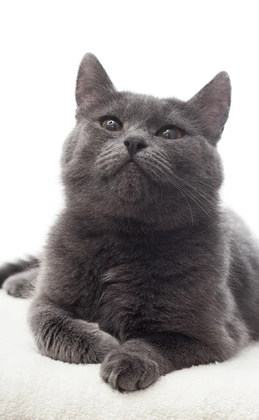 Portrait d'un beau chat gris — Photo