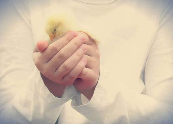 Kurczaka śpi w ludzkich rąk — Zdjęcie stockowe