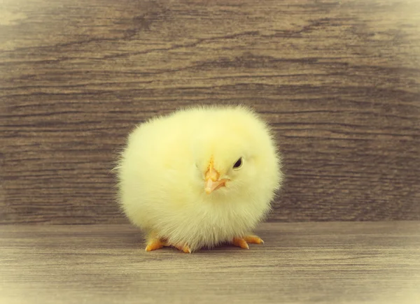 Lindo pollo amarillo — Foto de Stock