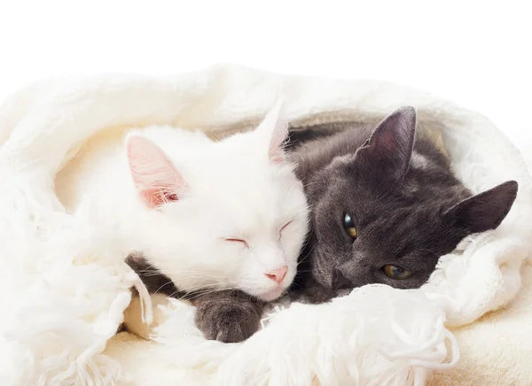 Katzen liegen auf einem weißen Schleier — Stockfoto