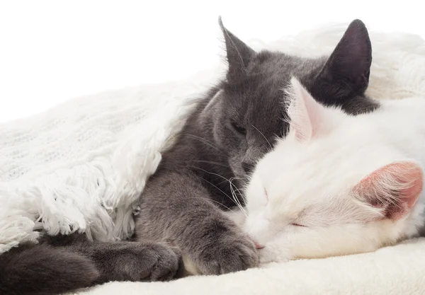 Gatos dormidos — Foto de Stock