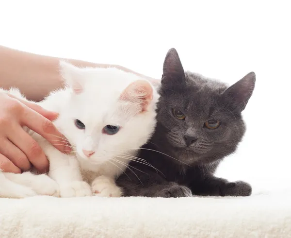 Two cats and human hands — Stock Photo, Image