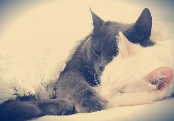 Δύο όμορφες γάτες στον ύπνο — Φωτογραφία Αρχείου
