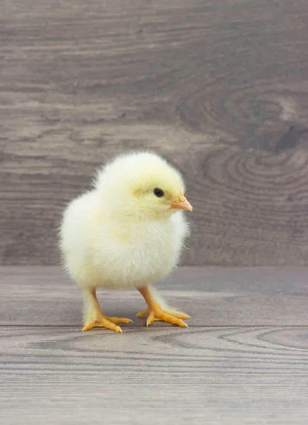 Cute chick on wooden boards — Stock Photo, Image
