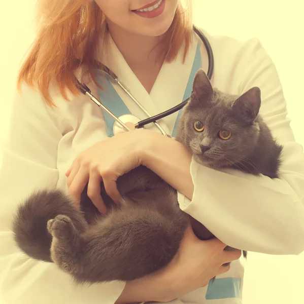 獣医師の手の中の猫 — ストック写真
