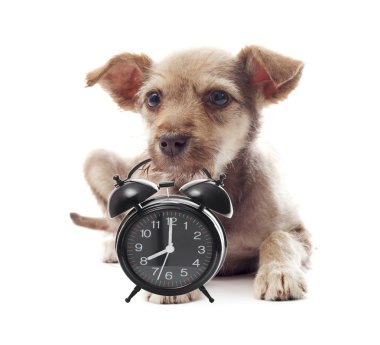 Shaggy köpek yavrusu görünüyor
