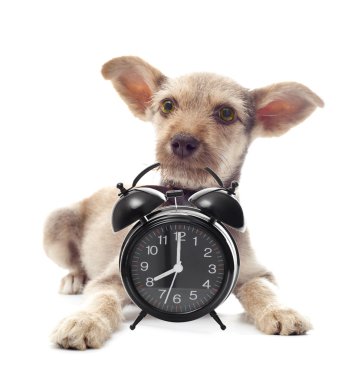 köpek yavrusu görünüyor 