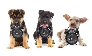 Köpekler kümesi 