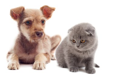 köpek ve kedi
